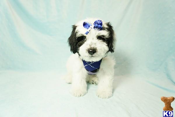 lvpuppyheaven Picture 1